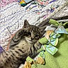 kitten, cat, tabby, paw, blanket, quilt, fleece, toy, pet, cute, indoor, sleepy, fur, animal, small, young, cozy, playful, resting, soft