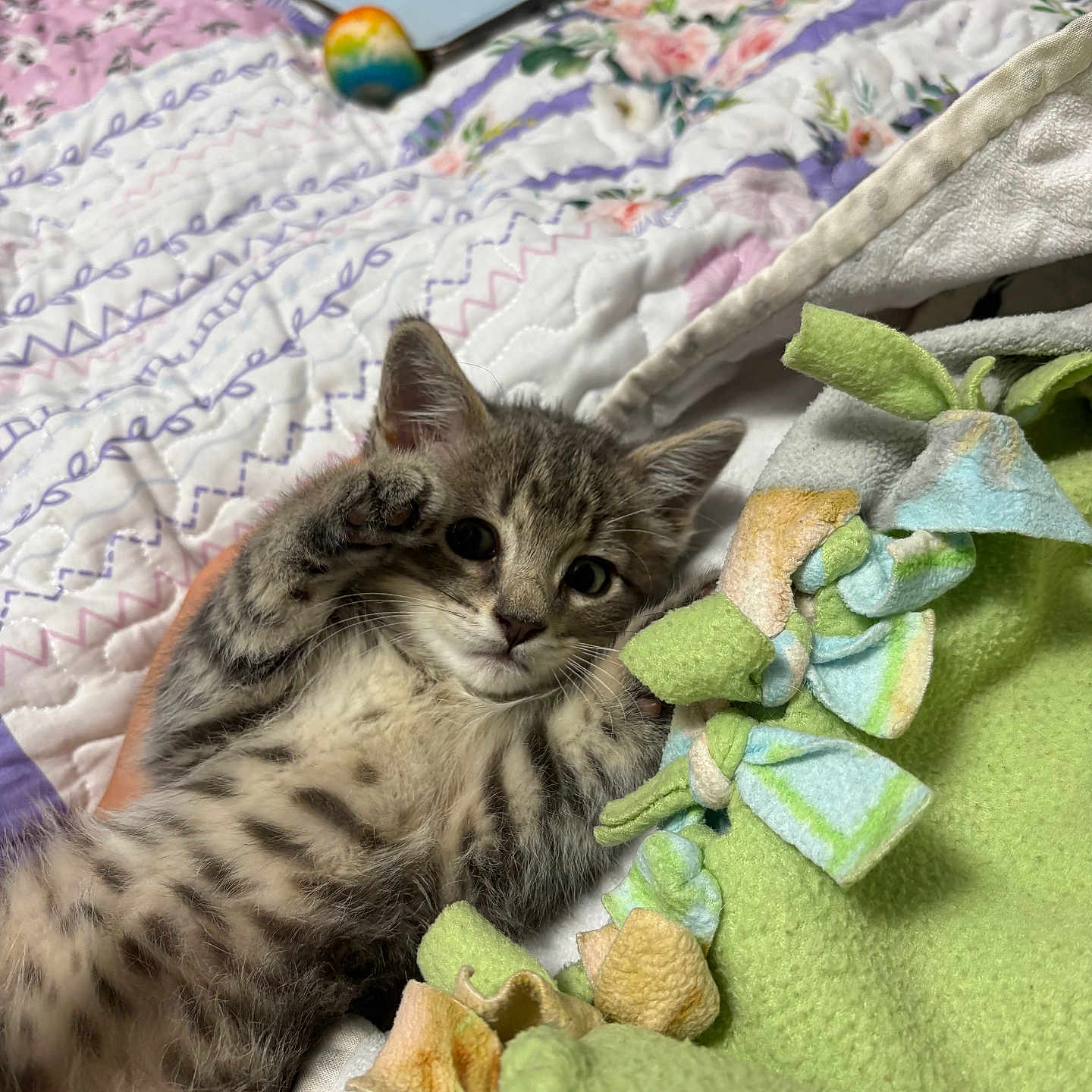 Maverick is registered to the contest to win money with this photo: kitten, cat, tabby, paw, blanket, quilt, fleece, toy, pet, cute, indoor, sleepy, fur, animal, small, young, cozy, playful, resting, soft