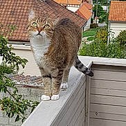 Kira a rejoint le concours — aidez-le/la à gagner de superbes lots ! cat, tabby_cat, animal, pet, balcony, railing, green_eyes, outdoor, roof, house, tree, plant, urban, nature, curious, feline, whiskers, paws, daylight, architecture