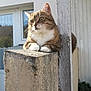 cat, tabby, concrete_pillar, outdoor, sunlight, window, building, white_paint, fur, animal, pet, whiskers, ears, paws, relaxed, daylight, texture, wall, quiet, peaceful
