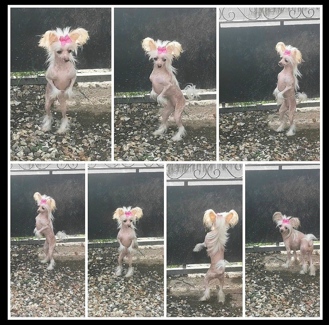 Rosaline participe au concours pour gagner de l'argent avec cette photo : adaptation, art, collage, fawn, gesture, grass, landscape, mammal, organism, petal, photo_caption, photograph, pink, plant, sheep, stock_photography, textile, vertebrate, white, wildlife