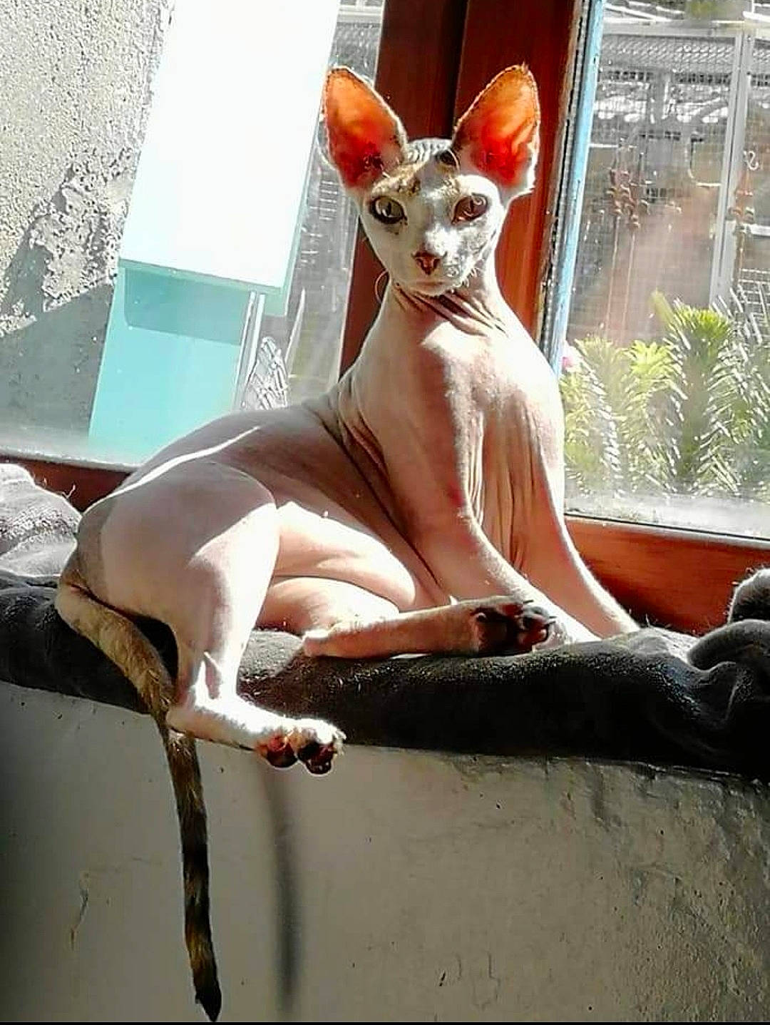 Pepite participe au concours pour gagner de l'argent avec cette photo : art, carmine, carnivore, cat, donskoy, fawn, felidae, fur, head, peach, plant, sculpture, sitting, small_to_medium_sized_cats, snout, statue, tail, terrestrial_animal, whiskers, wildlife