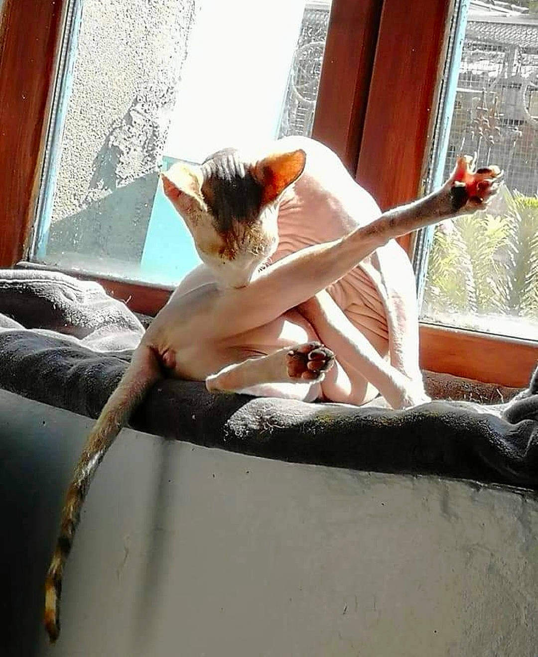 Pepite a rejoint le concours — aidez-le/la à gagner de superbes lots ! barechested, comfort, dress, elbow, felidae, flesh, foot, fur, gesture, happy, human_leg, leisure, linens, room, sitting, small_to_medium_sized_cats, tail, thigh, window