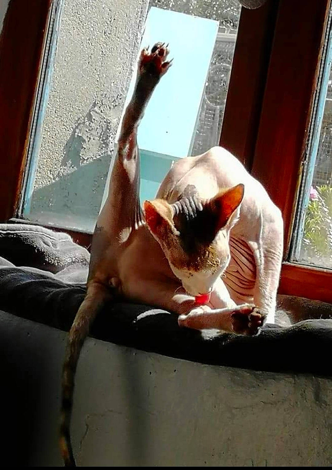 Pepite a rejoint le concours — aidez-le/la à gagner de superbes lots ! curtain, daylighting, elbow, eyewear, flesh, foot, gesture, human_leg, knee, room, sitting, sunglasses, tints_and_shades, window, wood