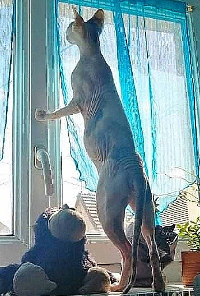 Pepite participe au concours pour gagner de l'argent avec cette photo : art, blue, carnivore, curtain, dog, dog_breed, fawn, felidae, flowerpot, hat, houseplant, metal, monument, plant, sculpture, statue, tail, terrestrial_animal, visual_arts, window