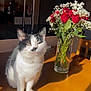 Tasha is registered to the contest to win money with this photo: cat, black_and_white_cat, flower_vase, red_roses, baby's_breath, wooden_table, sunlight, indoor, houseplant, domestic, pet, feline, table_surface, green_leaves, natural_light, decor, still_life, cozy, relaxed, morning_light