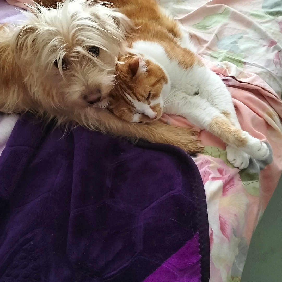 Nanou participe au concours pour gagner de l'argent avec cette photo : animal, baby, bed, bedroom, blanket, canine, cat, couch, dog, furniture, homedecor, hound, indoors, linen, person, pet, puppy, quilt, room, terrier