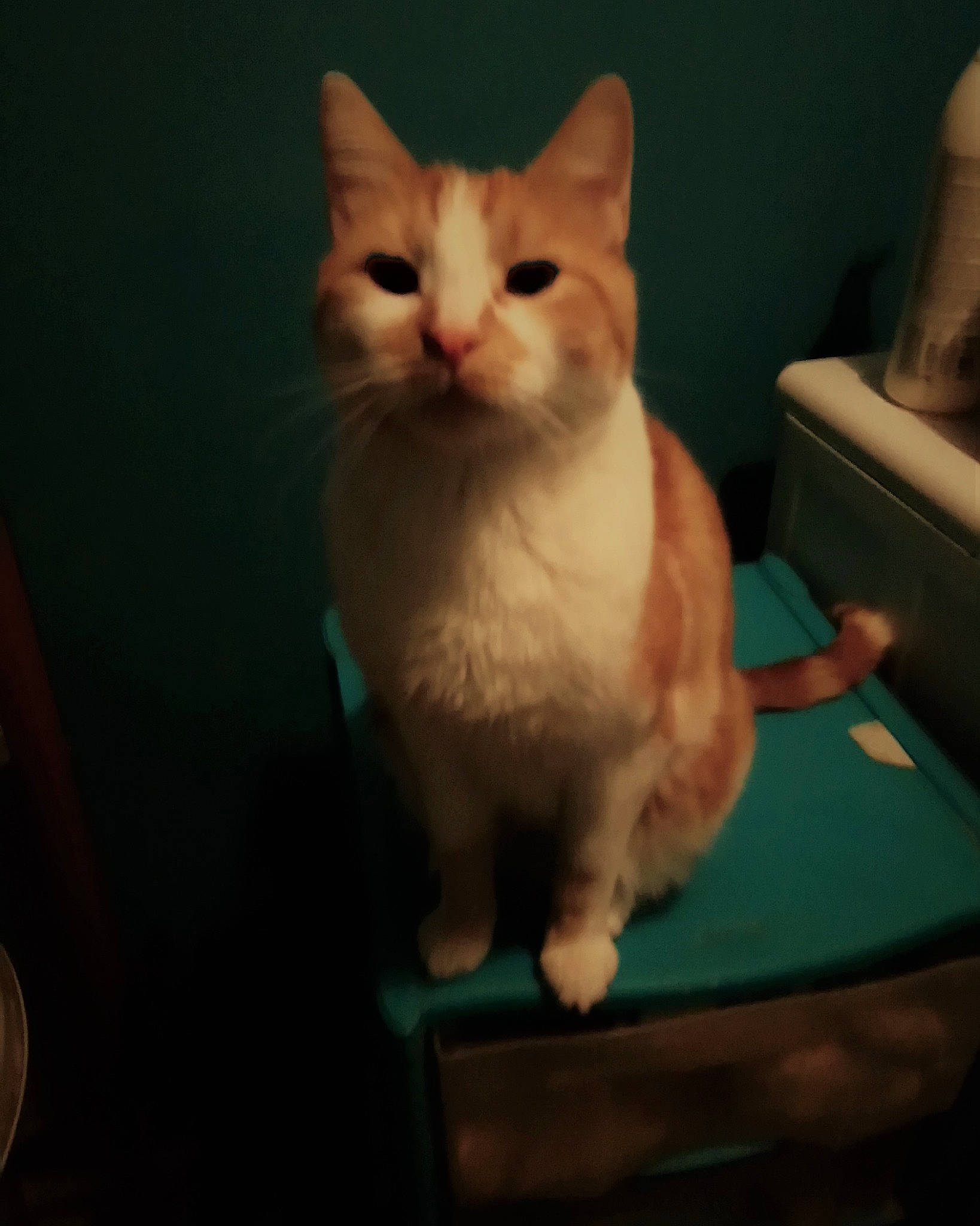 Nanou participe au concours pour gagner de l'argent avec cette photo : box, carnivore, cat, chair, claw, comfort, domestic_short_haired_cat, fawn, felidae, flooring, fur, paw, sitting, small_to_medium_sized_cats, snout, square, tail, whiskers