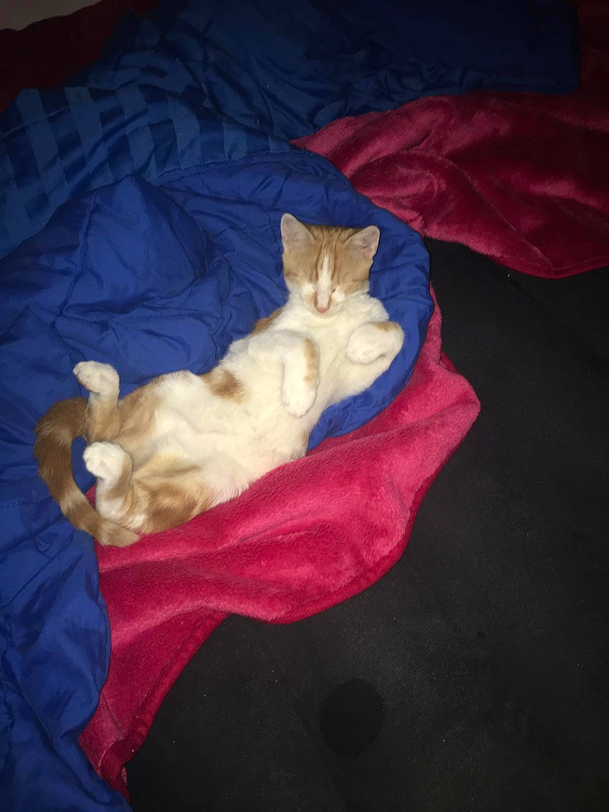 Nanou a rejoint le concours — aidez-le/la à gagner de superbes lots ! bed, carnivore, cat, cat_supply, cloud, comfort, companion_dog, dog_breed, domestic_short_haired_cat, electric_blue, fawn, felidae, fur, linens, nap, paw, room, small_to_medium_sized_cats, tail, whiskers