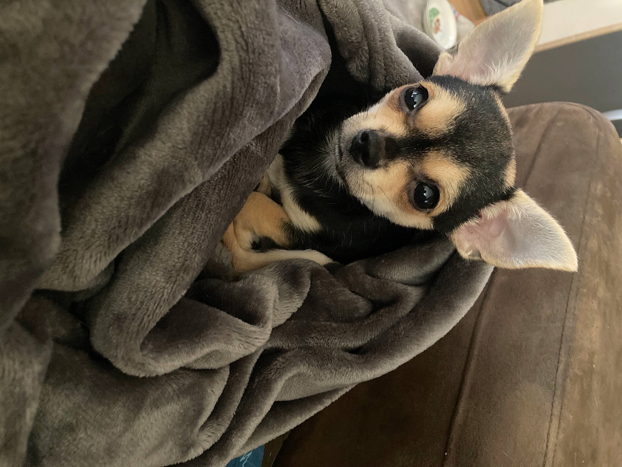 Nala a rejoint le concours — aidez-le/la à gagner de superbes lots ! canidae, carnivore, comfort, companion_dog, dog_breed, dress, eyewear, fashion_accessory, fawn, felidae, fur, grey, hat, linens, small_to_medium_sized_cats, snout, street_fashion, stuffed_toy, sunglasses, whiskers