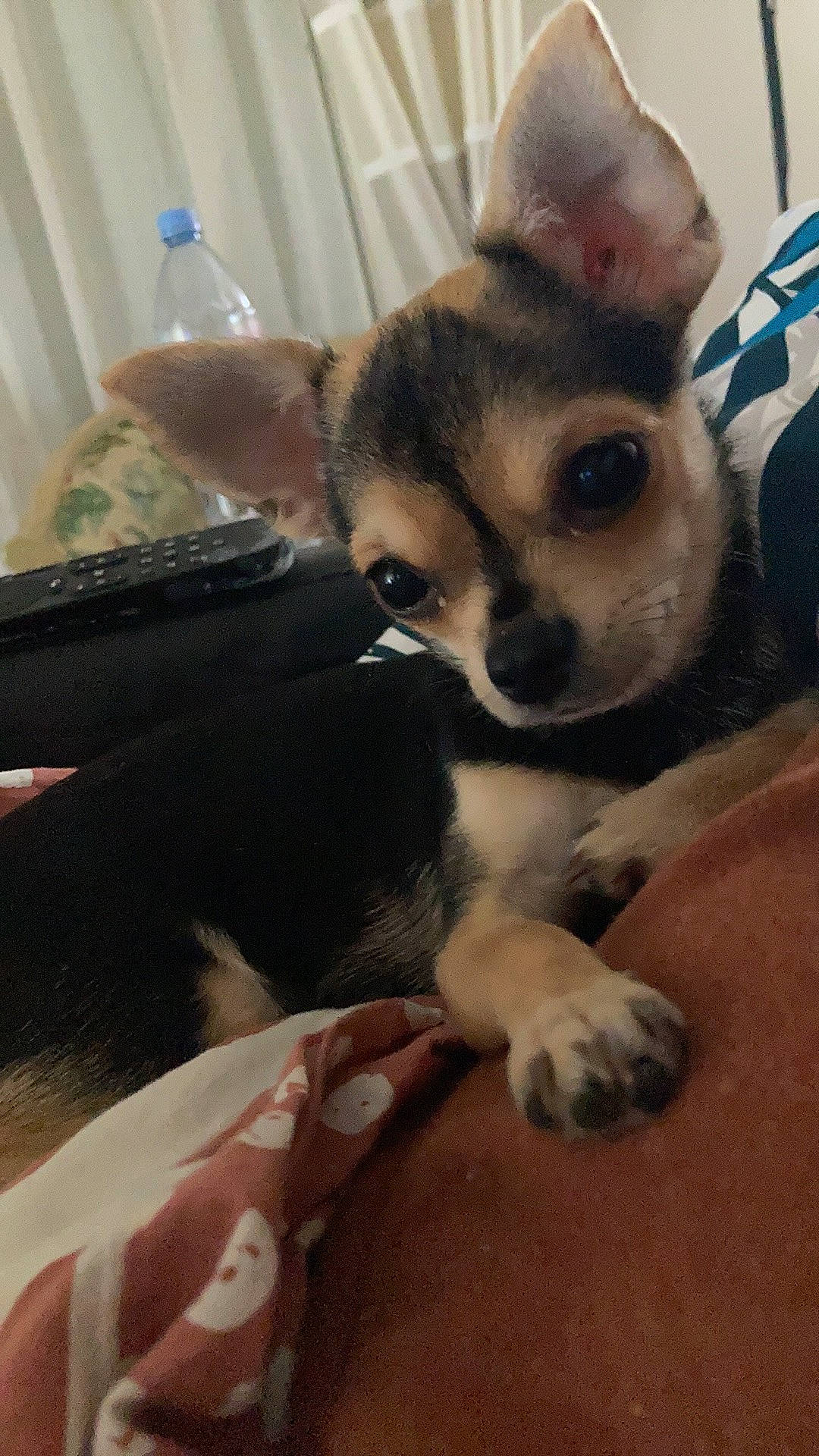 Nala participe au concours pour gagner de l'argent avec cette photo : bottle, canidae, carnivore, chihuahua, comfort, companion_dog, dog, dog_breed, ear, fawn, fur, paw, puppy, snout, sporting_group, terrestrial_animal, toy_dog, water_bottle, whiskers, working_animal