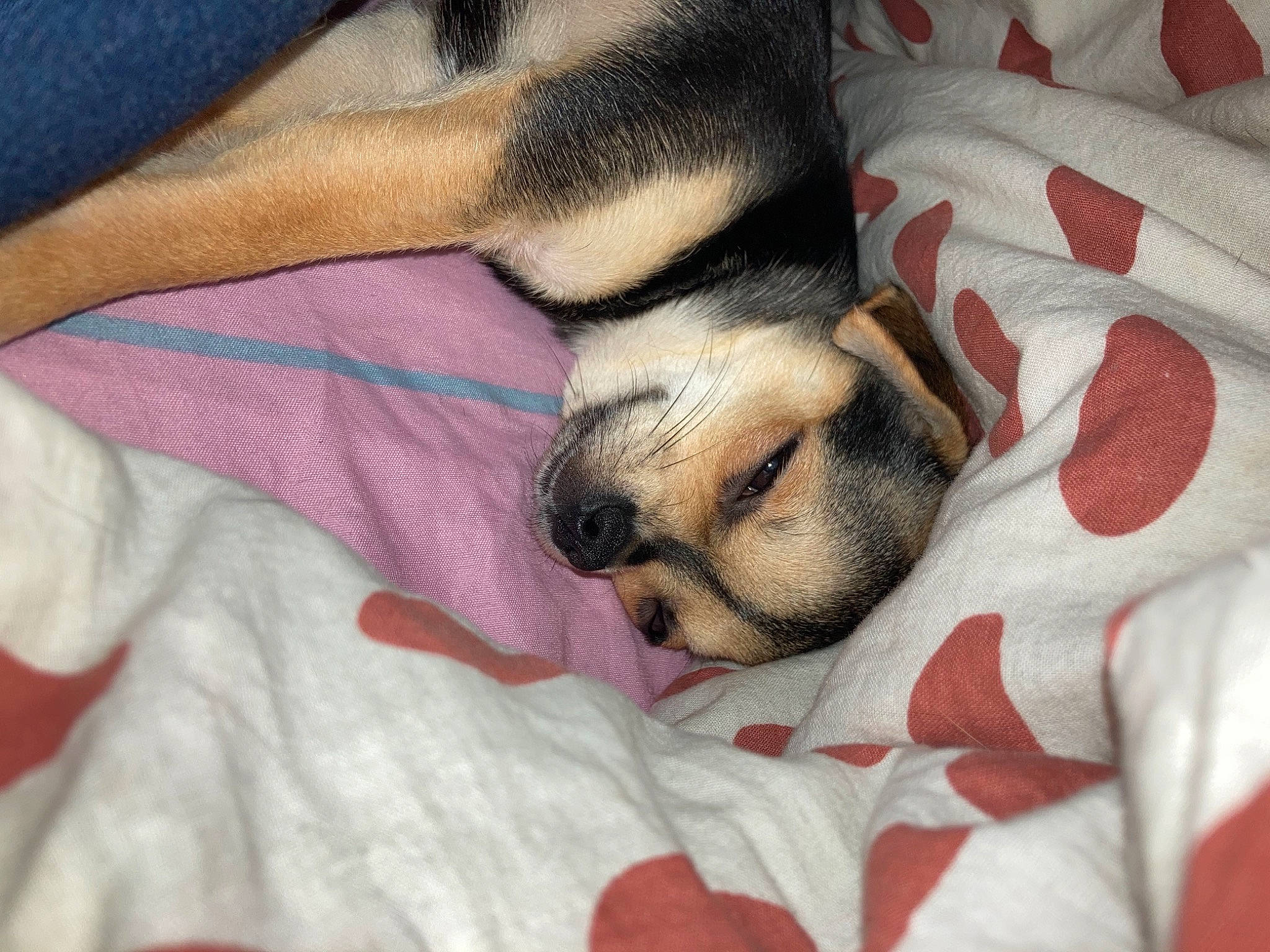 Nala participe au concours pour gagner de l'argent avec cette photo : bedtime, blanket, canidae, carnivore, comfort, companion_dog, dog, dog_breed, dog_supply, fawn, fur, linens, nap, pattern, paw, snout, sporting_group, terrestrial_animal, toy_dog, whiskers