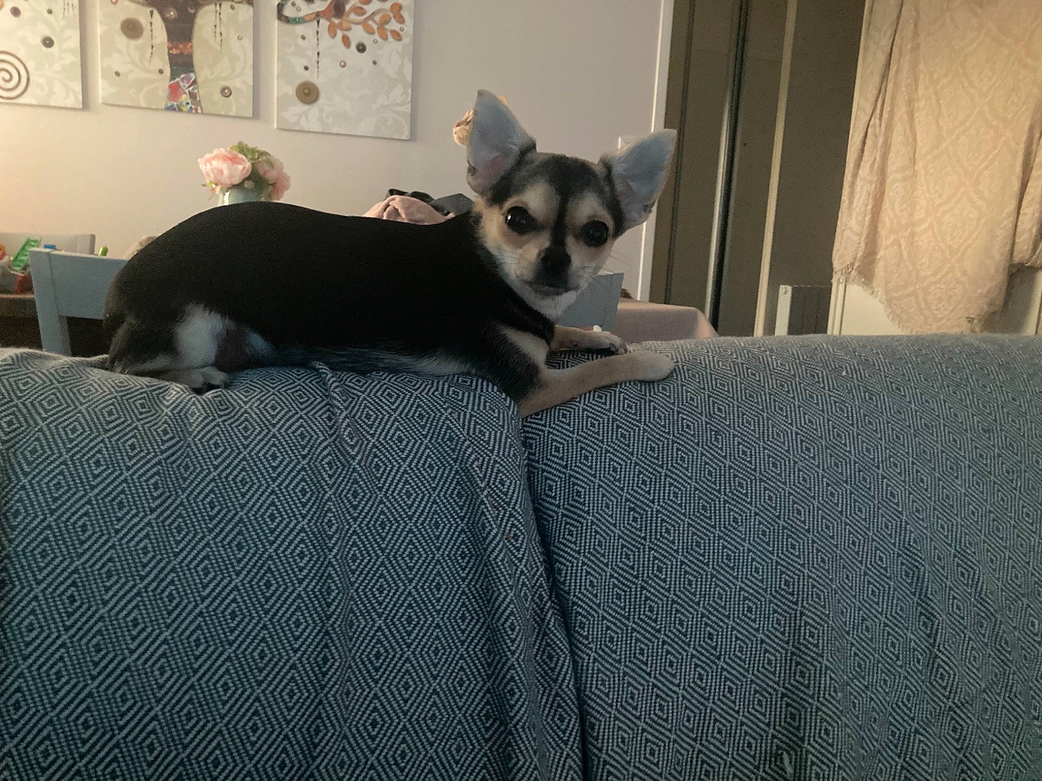 Nala participe au concours pour gagner de l'argent avec cette photo : canidae, carnivore, comfort, companion_dog, dog, dog_breed, dog_supply, fawn, flooring, fur, grey, linens, picture_frame, snout, sporting_group, tail, terrestrial_animal, toy_dog, whiskers, working_animal