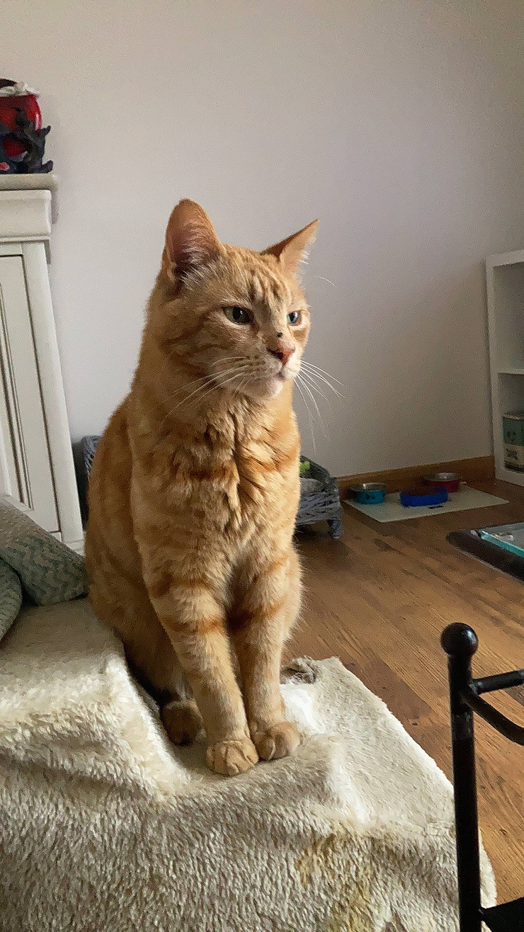 Eben a rejoint le concours — aidez-le/la à gagner de superbes lots ! carnivore, cat, claw, comfort, domestic_short_haired_cat, fawn, felidae, flooring, fur, paw, sitting, small_to_medium_sized_cats, snout, tail, terrestrial_animal, whiskers, wildlife, wood