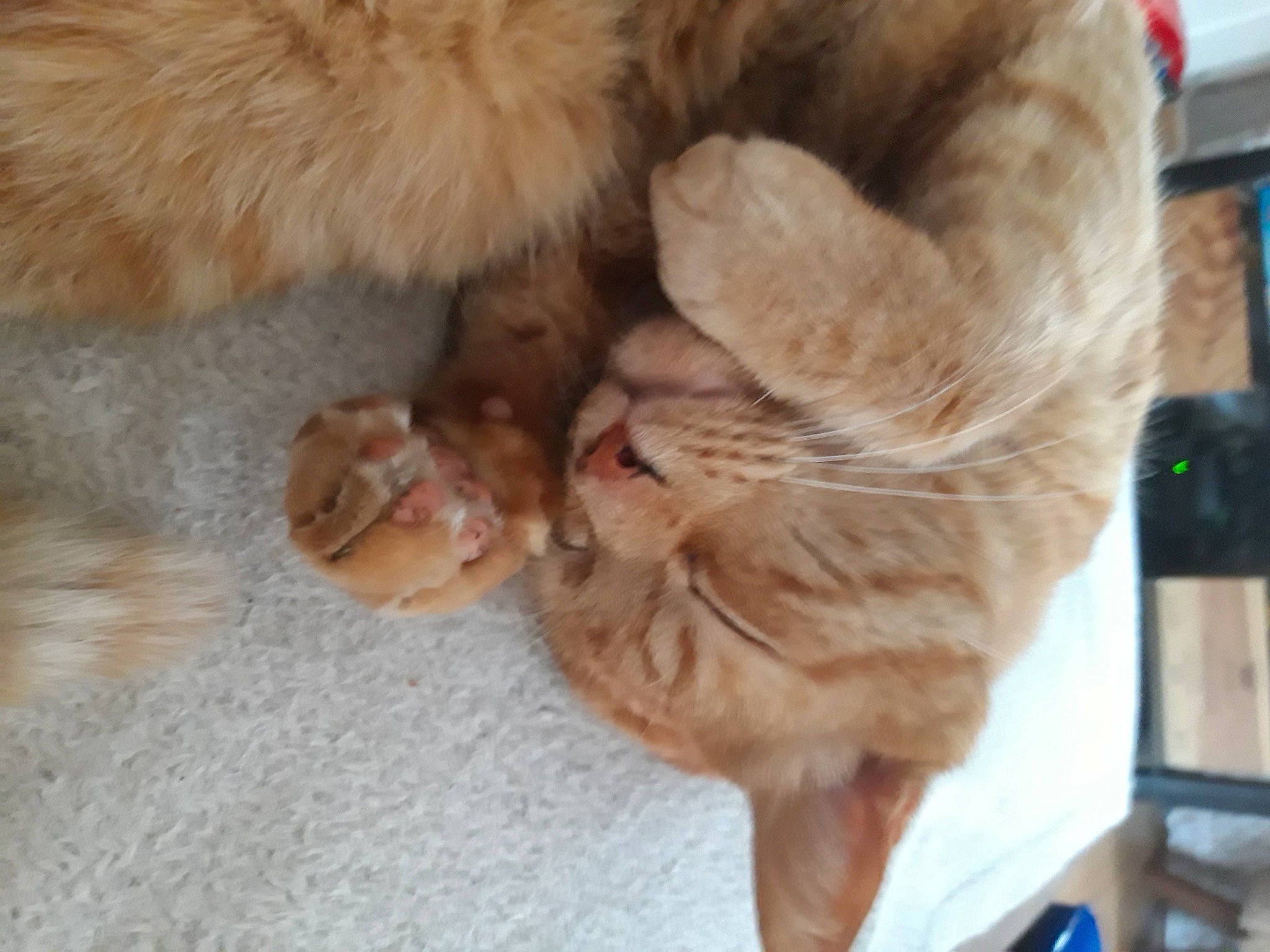 Eben participe au concours pour gagner de l'argent avec cette photo : canidae, carnivore, cat, claw, comfort, companion_dog, dog_breed, domestic_short_haired_cat, ear, fawn, felidae, fur, gesture, nap, paw, small_to_medium_sized_cats, snout, sporting_group, tail, whiskers