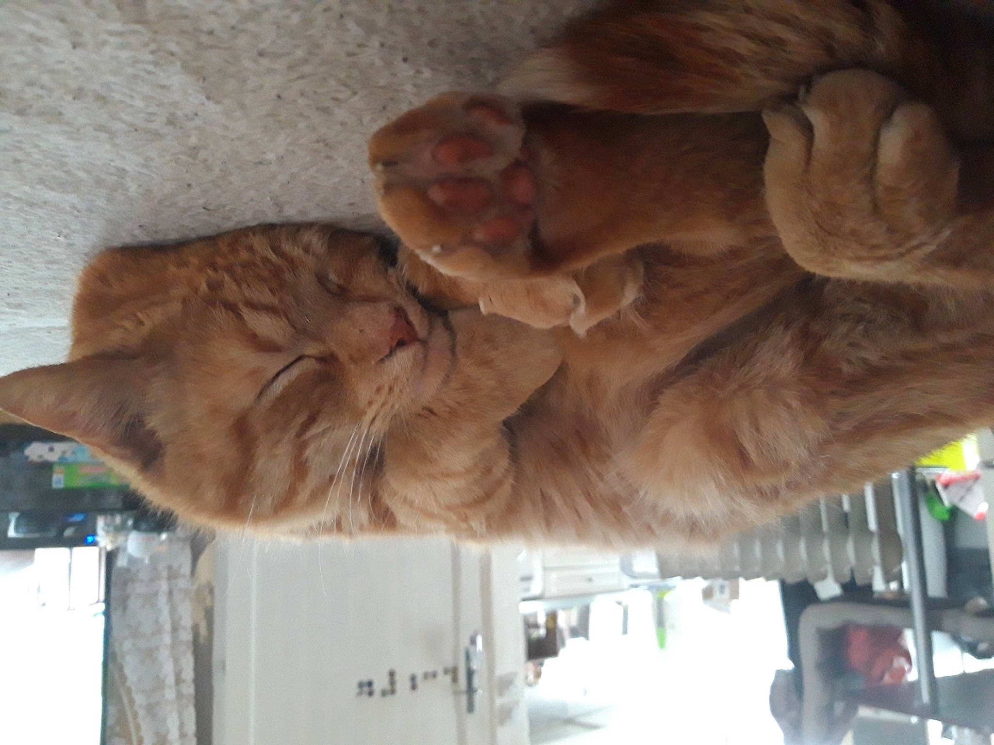 Eben participe au concours pour gagner de l'argent avec cette photo : art, big_cats, car, felidae, fur, gesture, lion, liver, monument, sculpture, small_to_medium_sized_cats, snout, statue, tail, tree, vehicle, wood, wrinkle