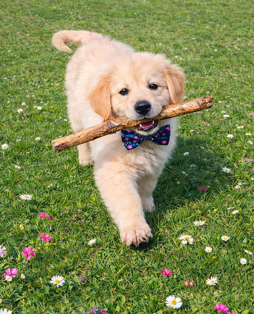 Orion participe au concours pour gagner de l'argent avec cette photo : dog, puppy, golden_retriever, grass, stick, bow_tie, flowers, outdoor, park, playful, cute, fur, smiling, running, spring, greenery, daisy, close_up, pet, portrait