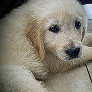 Orion participe au concours pour gagner de l'argent avec cette photo : puppy, dog, golden_retriever, pet, fluffy_fur, close_up, portrait, indoor, tile_floor, nose, eyes, whiskers, muzzle, young_dog, resting, soft_light, adorable, fur_texture, paws, head