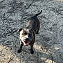 dog, black_dog, smiling, outdoor, dirt, rocks, sticks, sunlight, shadow, tail, pet, animal, happy, canine, looking_up, ground, natural_light, playful, friendly, mammal