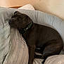 dog, pet, brown_dog, cushion, bed, indoor, relaxed, collar, resting, canine, furniture, comfort, cozy, animal, domestic_animal, portrait, side_view, calm, soft, quiet
