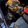 dog, sunglasses, car, pet, brown_fur, collar, seat, interior, relaxed, closeup, accessory, animal, vehicle, leash, resting, cute, domestic_animal, companion, indoor, portrait