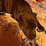 dog, brown_dog, lying_down, blanket, cartoon_characters, indoor, cozy, relaxed, pet, animal, bedroom, soft_lighting, cute, resting, fur, sleepy, home, comfort, close_up, canine