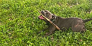 Topaze a rejoint le concours — aidez-le/la à gagner de superbes lots ! dog, grass, stick, outdoor, pet, animal, playful, happy, nature, canine, tongue, collar, green, summer, field, muzzle, fur, chewing, relaxed, daytime