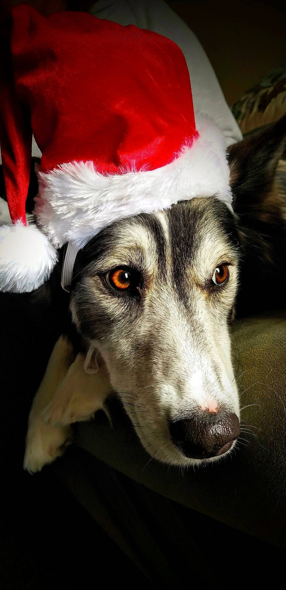 Myah joined the competition — help win amazing prizes! border_collie, canidae, carnivore, dog, dog_breed, fur, lurcher, mammal, silken_windhound, snout, vertebrate, whippet
