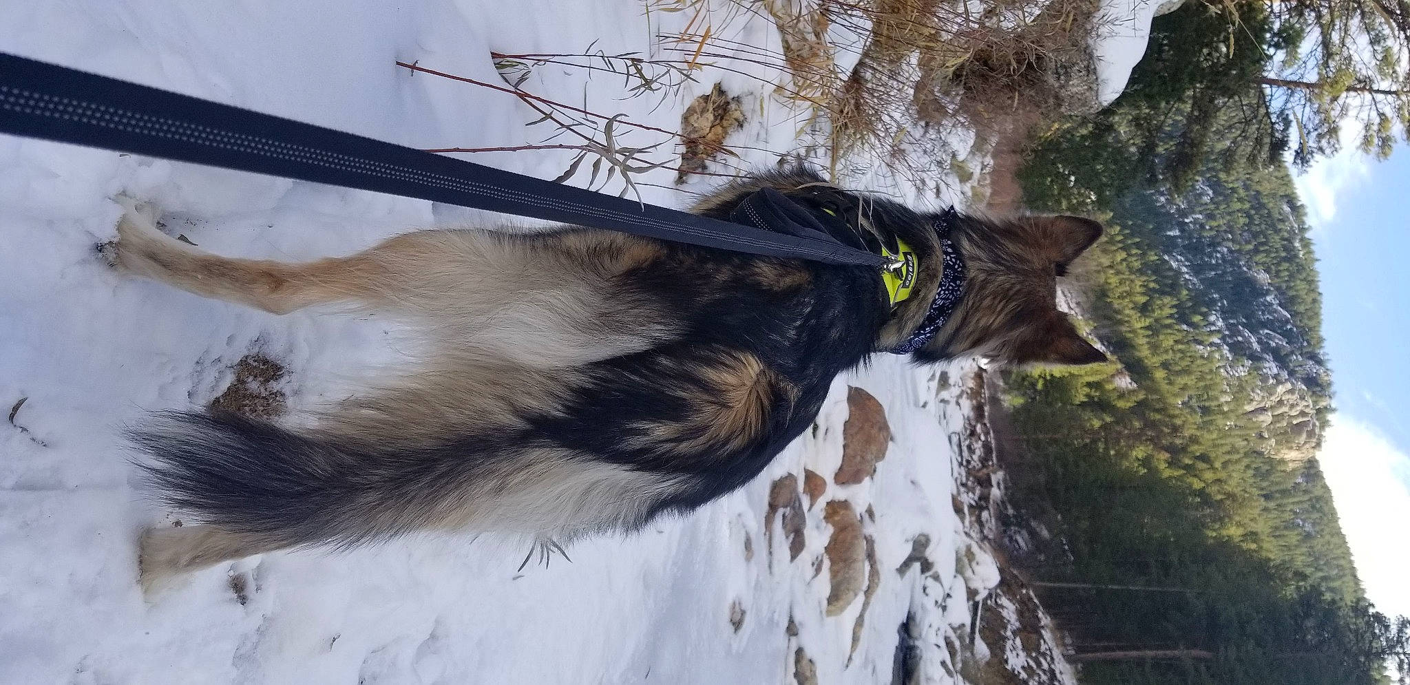 Myah joined the competition — help win amazing prizes! canidae, carnivore, fur, tail