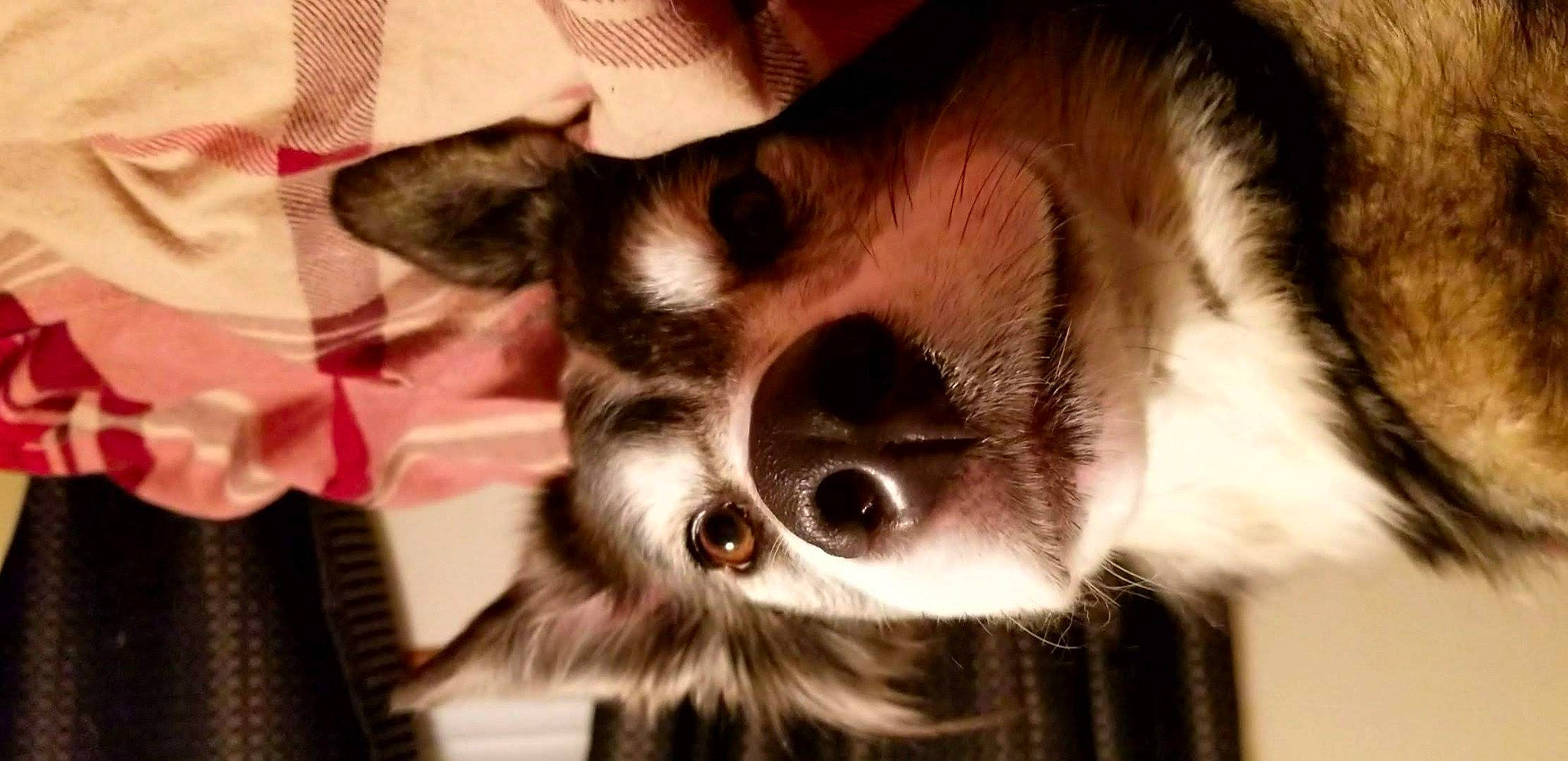 Myah is registered to the contest to win money with this photo: canidae, carnivore, chihuahua, companion_dog, dog, dog_breed, ear, fur, nose, puppy, snout, sporting_group, toy_dog, whiskers