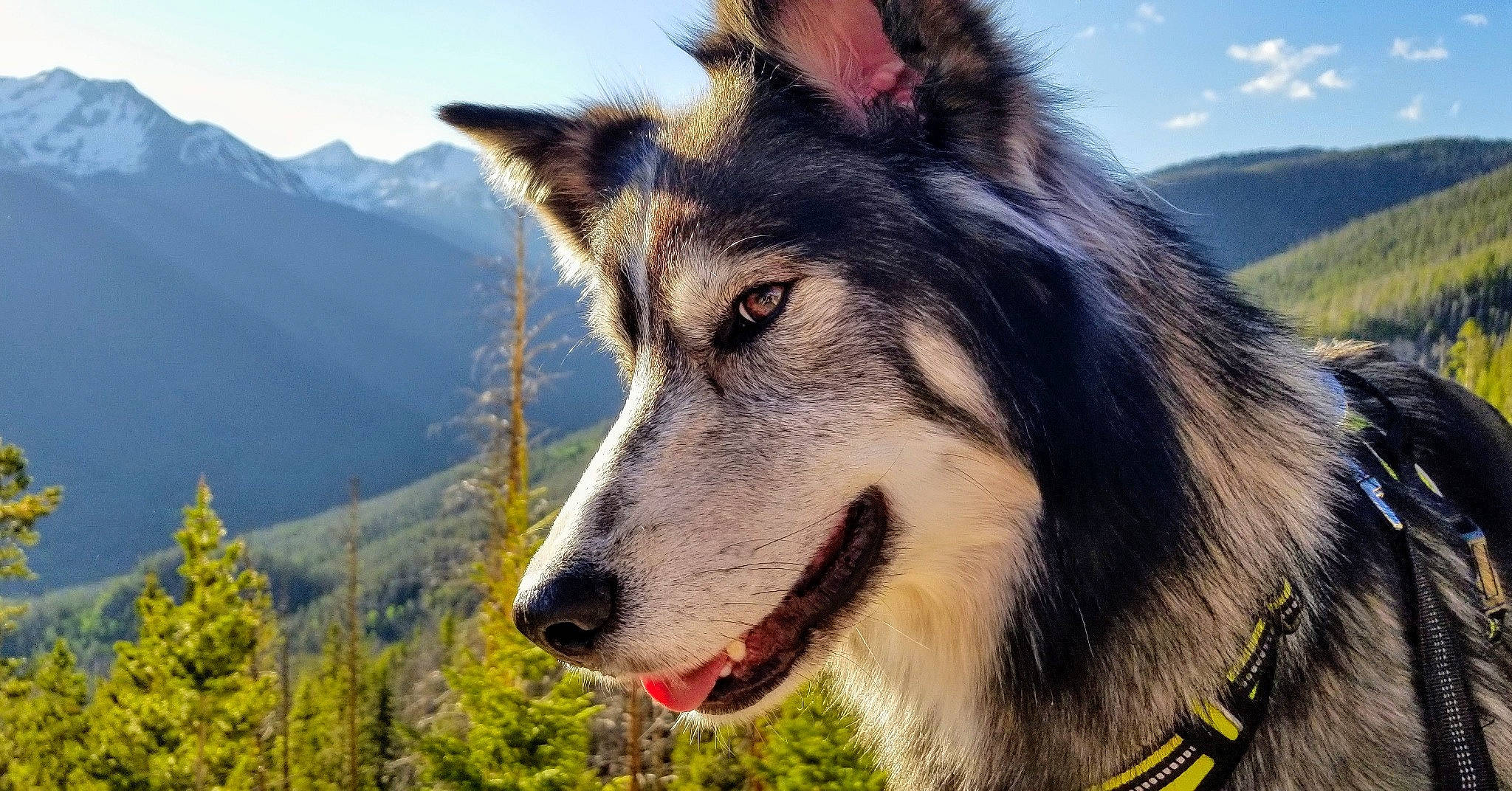 Myah joined the competition — help win amazing prizes! canadian_eskimo_dog, canidae, carnivore, czechoslovakian_wolfdog, dog, dog_breed, greenland_dog, kunming_wolfdog, mammal, native_american_indian_dog, northern_inuit_dog, saarloos_wolfdog, seppala_siberian_sleddog, siberian_husky, sled_dog, snout, tamaskan_dog, vertebrate, wolfdog, working_dog