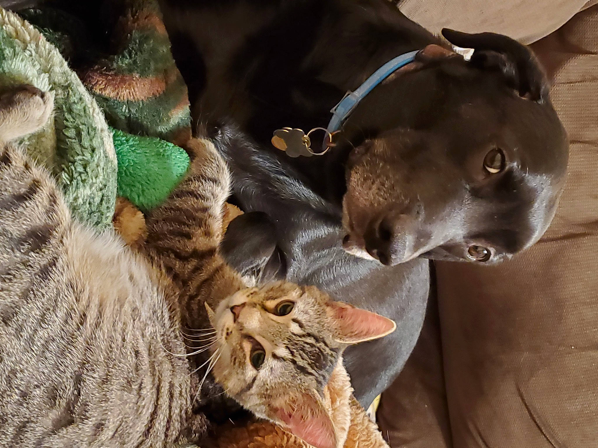 Bo is registered to the contest to win money with this photo: carnivore, cat, collar, companion_dog, dog, dog_breed, dog_collar, domestic_short_haired_cat, fawn, felidae, fur, liver, mammal, small_to_medium_sized_cats, snout, terrestrial_animal, vertebrate, whiskers, wildlife, working_animal