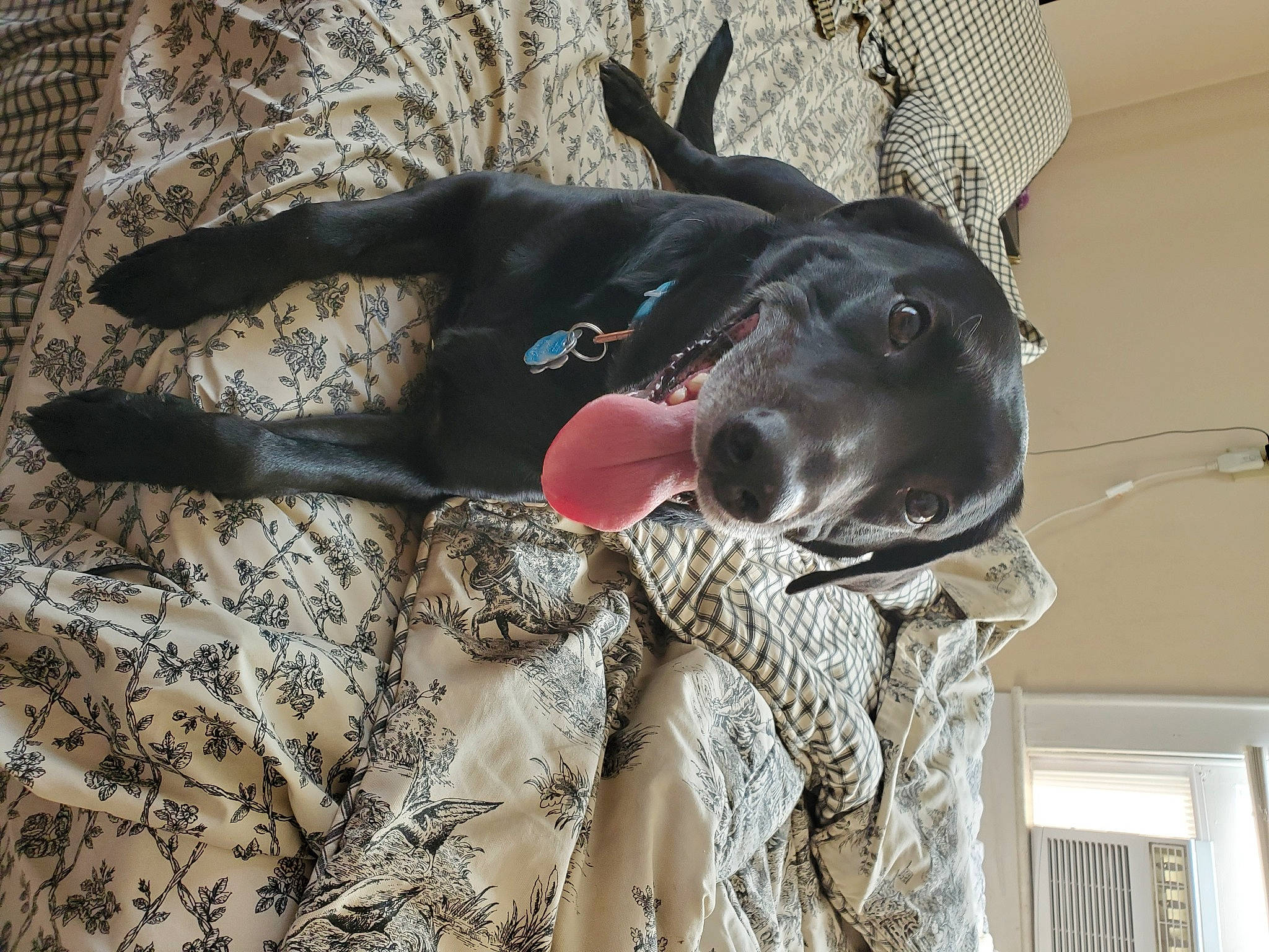 Bo is registered to the contest to win money with this photo: canidae, carmine, carnivore, collar, companion_dog, dog, dog_breed, dog_collar, dog_supply, fawn, fur, guard_dog, leash, pattern, snout, sporting_group, tail, whiskers, window, working_animal