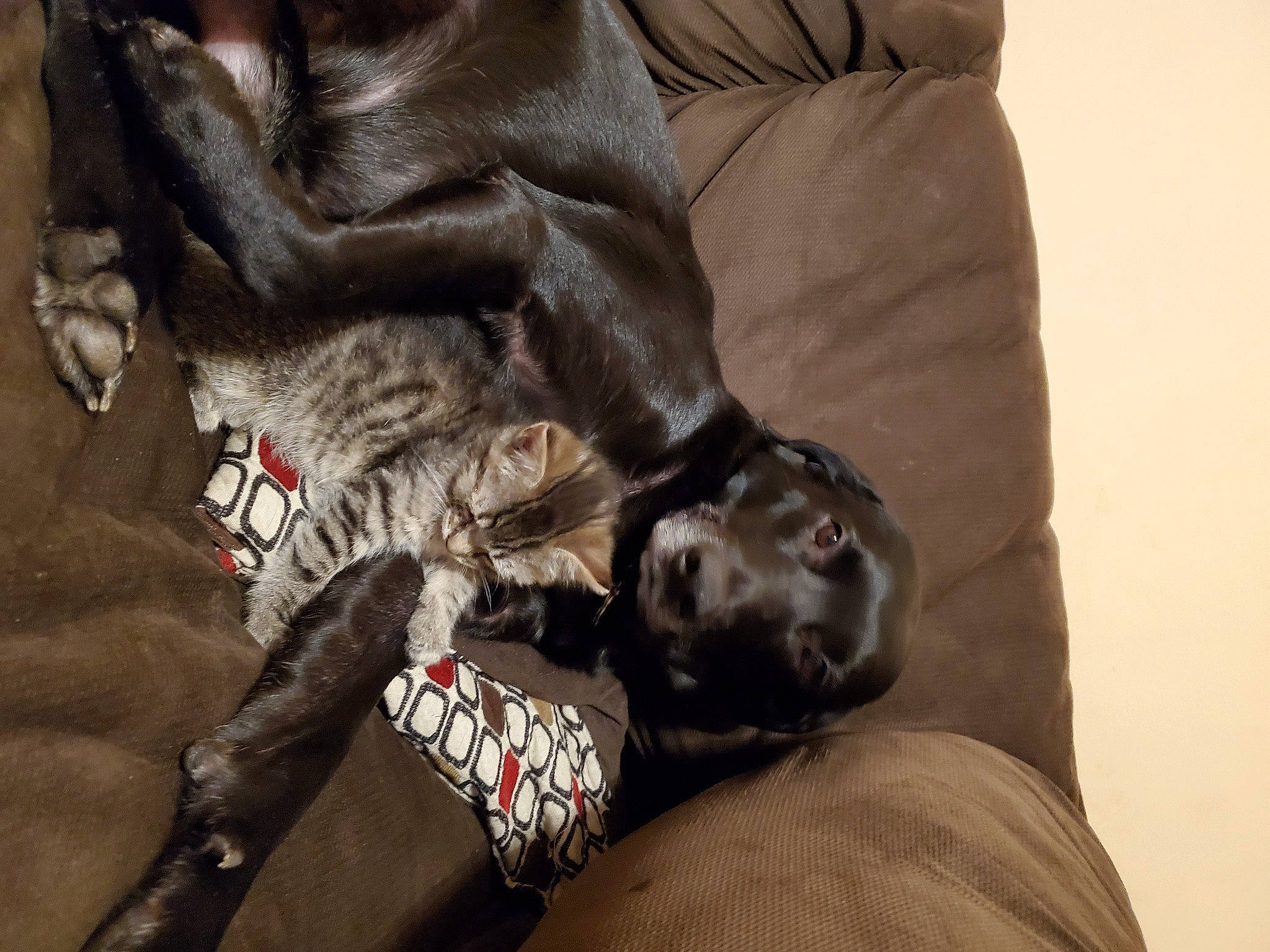 Bo joined the competition — help win amazing prizes! bed, canidae, carnivore, claw, comfort, companion_dog, couch, dog, dog_breed, fawn, felidae, fur, grey, linens, liver, nap, small_to_medium_sized_cats, sporting_group, tail, whiskers