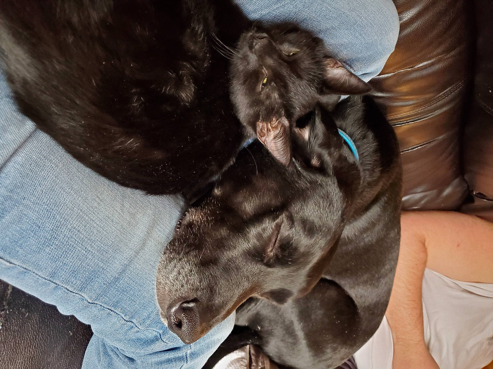 Bo is registered to the contest to win money with this photo: canidae, carnivore, claw, comfort, companion_dog, dog, dog_breed, ear, fawn, foot, fur, gesture, liver, paw, snout, sporting_group, tail, terrestrial_animal, whiskers, working_animal