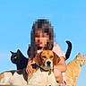 beagle, black_cat, orange_cat, dog, cat, pet, animal, person, portrait, outdoor, blue_sky, pixelated_face, collar, sitting, group_photo, fur, whiskers, tail, sunlight, funny