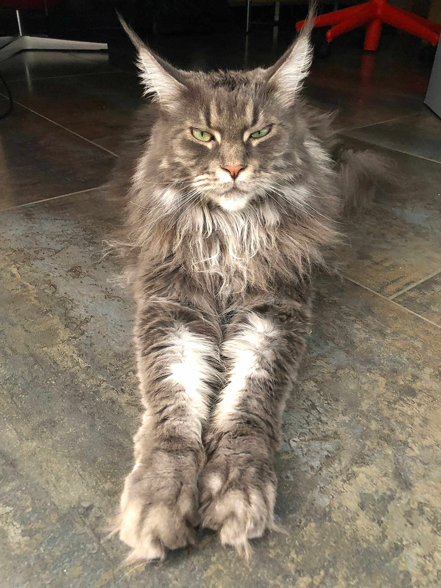 Djaina participe au concours pour gagner de l'argent avec cette photo : animal, cat, close_up, ears, feline, floor, fur, gray, green_eyes, indoor, long_hair, mammal, paws, pet, portrait, relaxed, resting, stretching, tile, whiskers