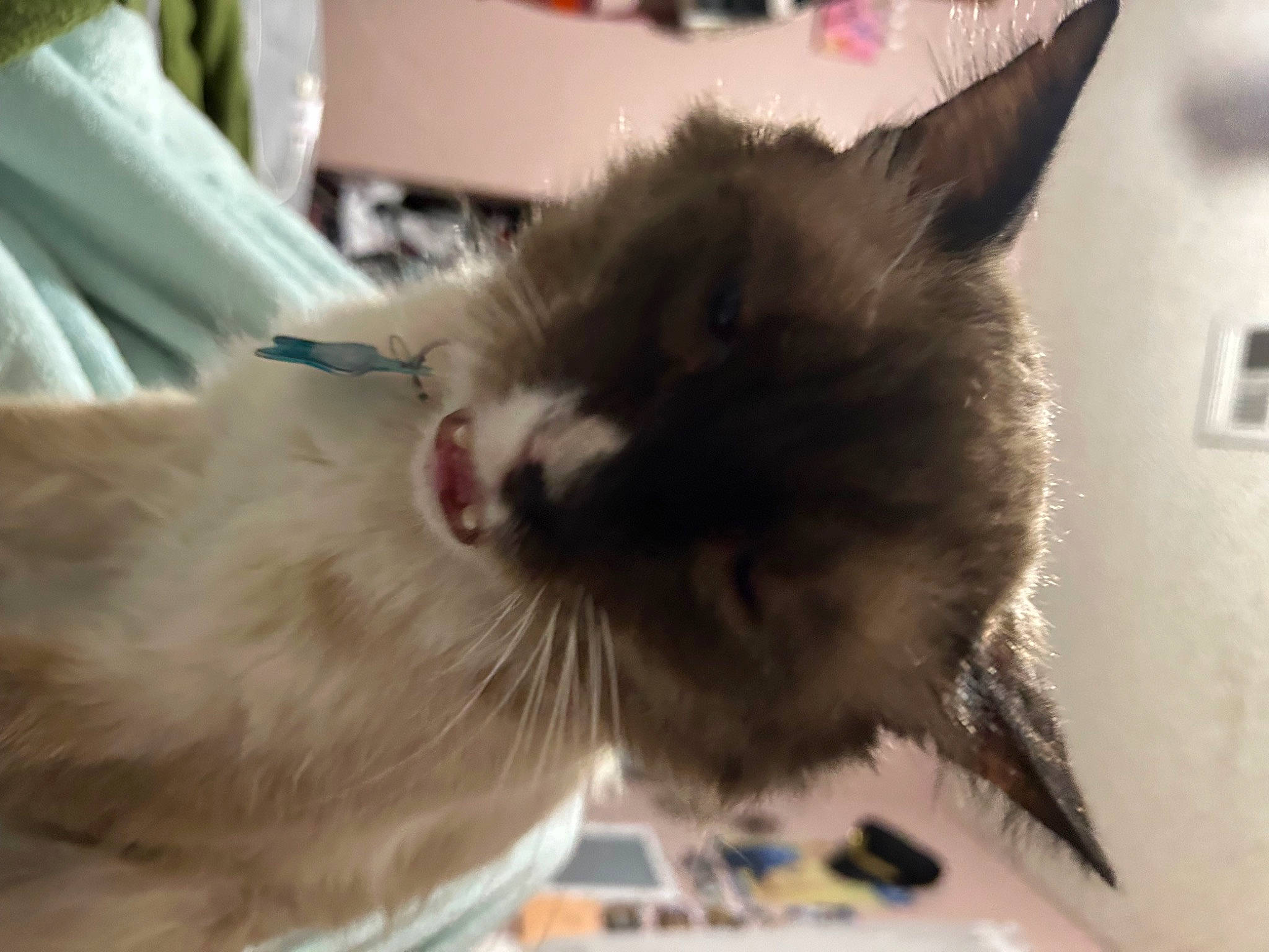 Archie is registered to the contest to win money with this photo: box, carnivore, cat, claw, domestic_short_haired_cat, felidae, fur, paw, small_to_medium_sized_cats, snout, tail, wall_plate, whiskers