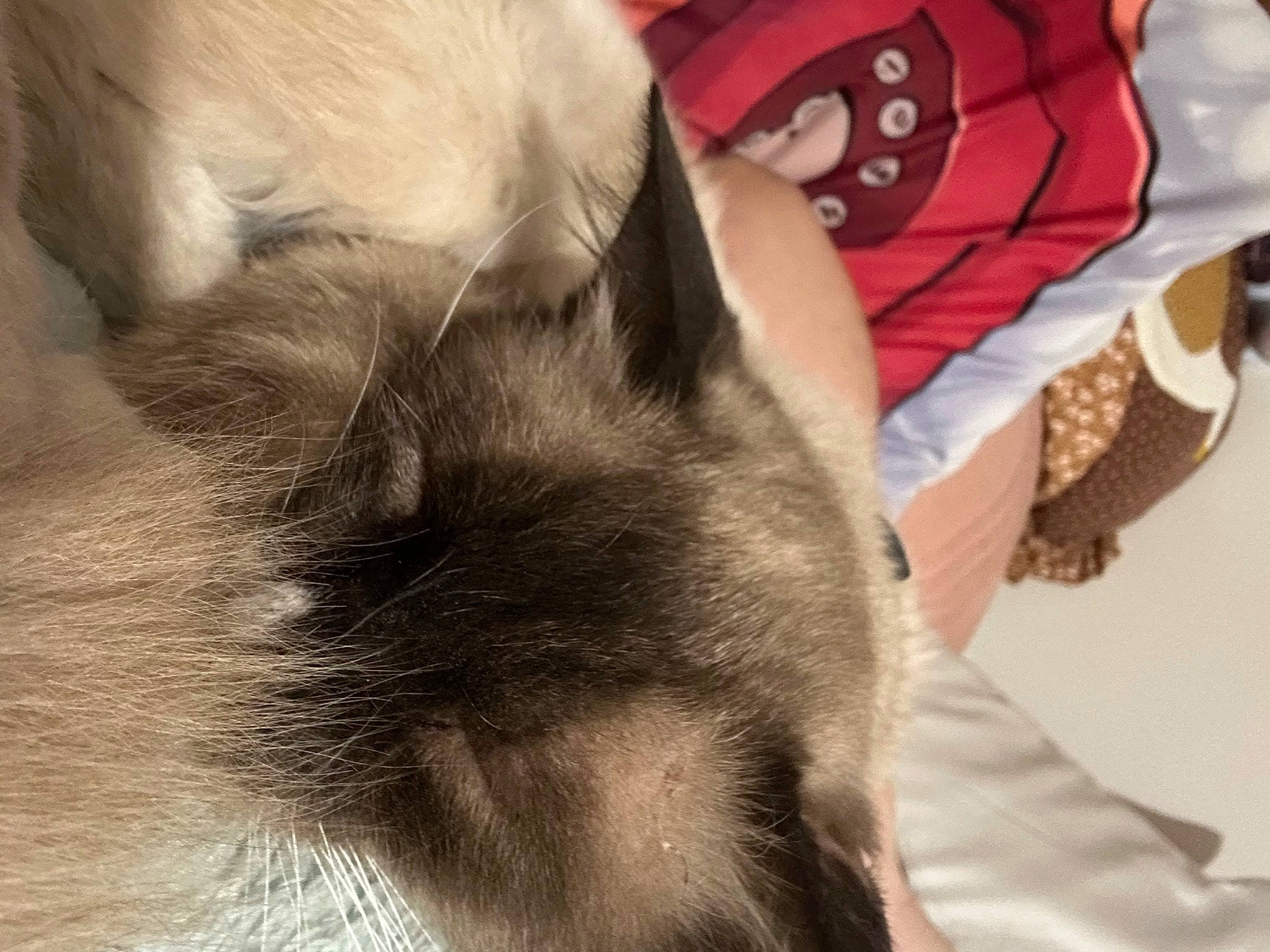 Archie joined the competition — help win amazing prizes! carmine, carnivore, cat, claw, comfort, dog_breed, domestic_short_haired_cat, ear, fawn, felidae, fur, gesture, nap, paw, selfie, small_to_medium_sized_cats, snout, tail, thai, whiskers