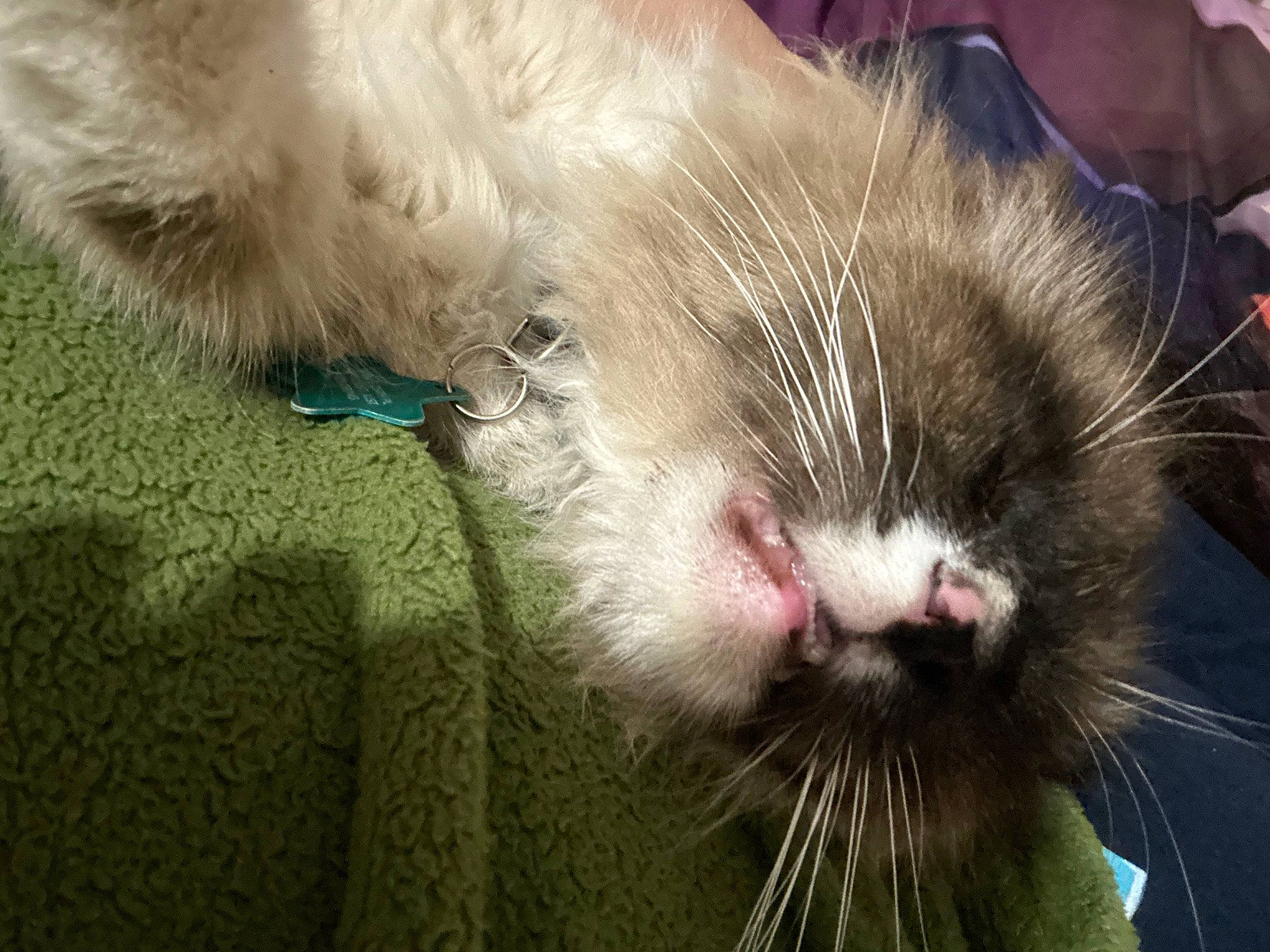 Archie is registered to the contest to win money with this photo: carnivore, cat, claw, comfort, domestic_short_haired_cat, felidae, foot, fur, nap, paw, sleep, small_to_medium_sized_cats, snout, tail, terrestrial_animal, whiskers