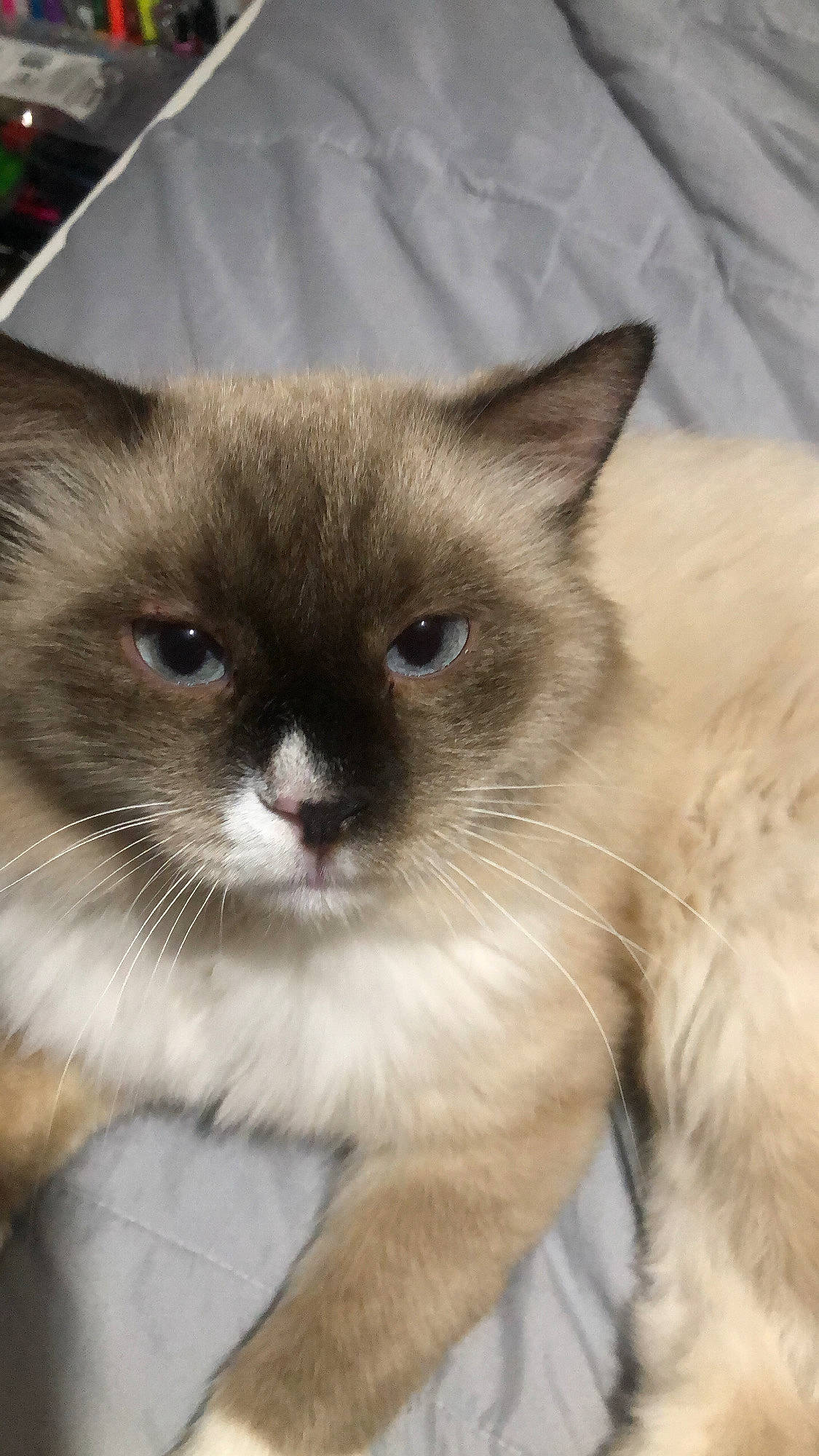 Archie is registered to the contest to win money with this photo: balinese, birman, carnivore, cat, domestic_short_haired_cat, eye, fawn, felidae, fur, mammal, siamese, small_to_medium_sized_cats, snout, terrestrial_animal, thai, whiskers