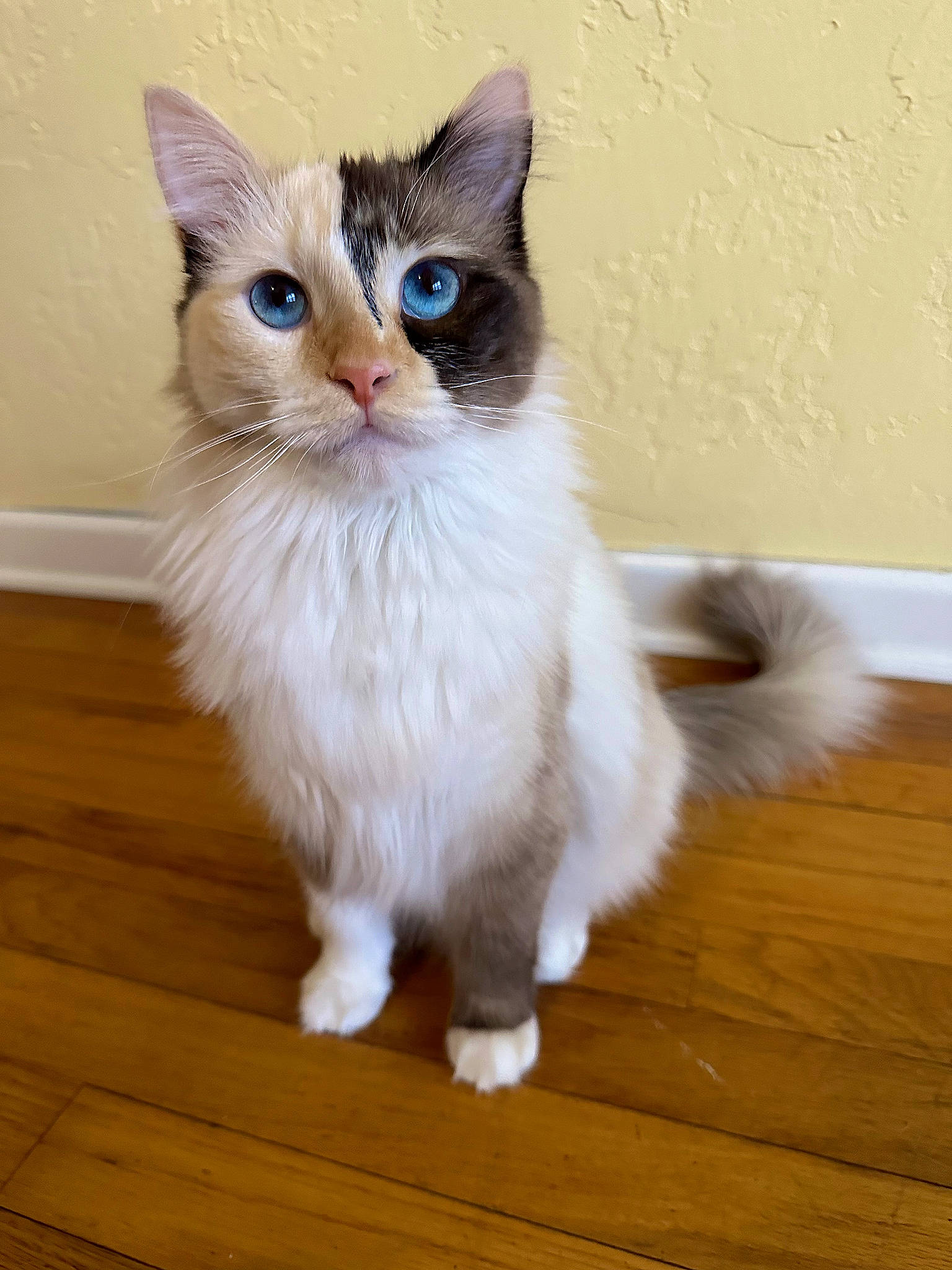 Ivory joined the competition — help win amazing prizes! carnivore, cat, claw, domestic_short_haired_cat, felidae, flooring, fur, hardwood, laminate_flooring, paw, plank, small_to_medium_sized_cats, snout, tail, varnish, whiskers, window, wood, wood_flooring, wood_stain