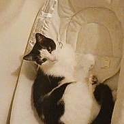 Moomoo is registered to the contest to win money with this photo: animal, baby_seat, black_and_white, cat, comfortable, cozy, curled_up, cushion, cute, domestic, ears, feline, fur, indoor, looking, pet, relaxed, resting, tail, whiskers