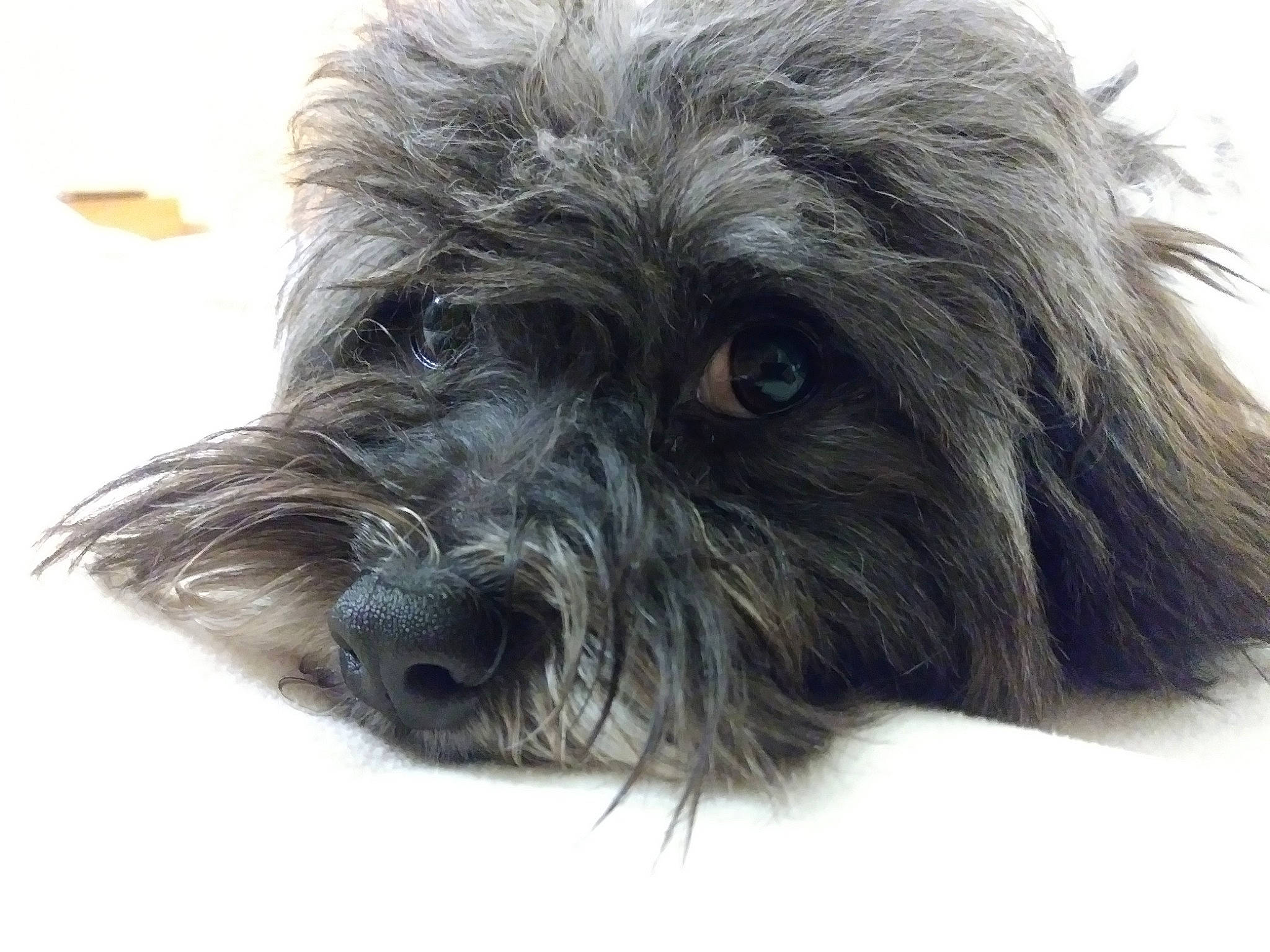 Brodie is registered to the contest to win money with this photo: biewer_terrier, canidae, carnivore, companion_dog, dog, dog_breed, dog_supply, fur, liver, maltepoo, non_sporting_group, poodle_crossbreed, shih_poo, small_terrier, sporting_group, terrestrial_animal, terrier, toy_dog, water_dog, working_animal