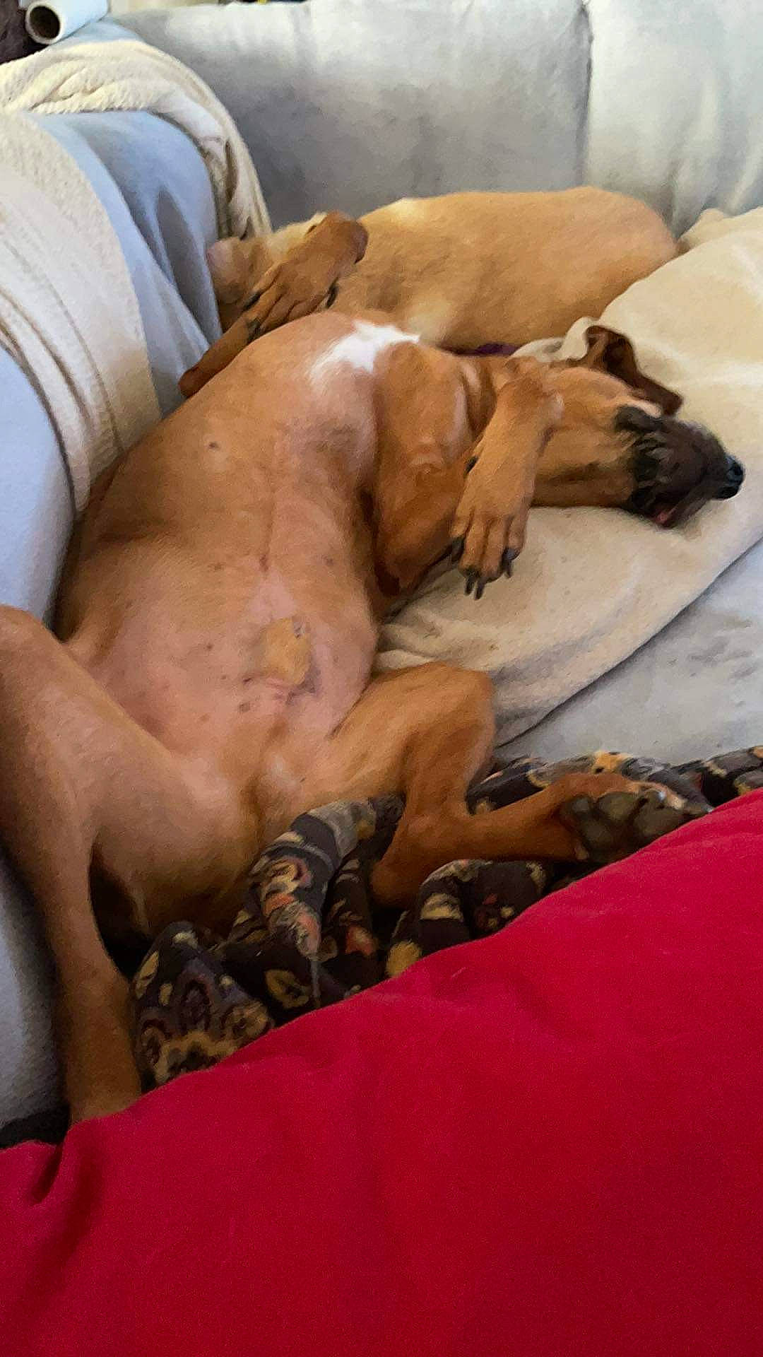 Houdini joined the competition — help win amazing prizes! canidae, carnivore, comfort, companion_dog, dog, dog_breed, elbow, fawn, flesh, foot, fur, human_leg, knee, linens, nap, snout, sporting_group, thigh, wrinkle, wrist