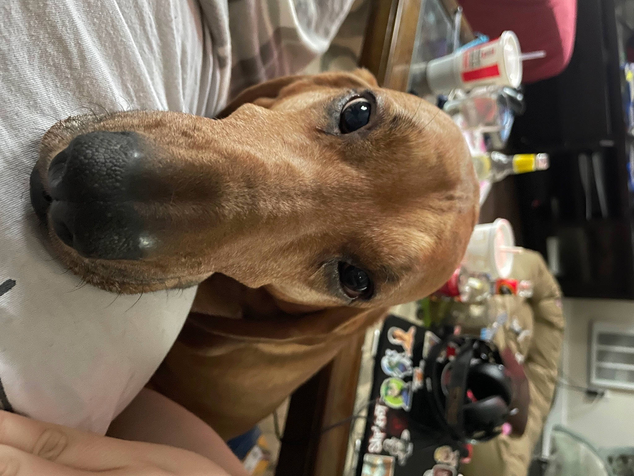 Houdini joined the competition — help win amazing prizes! canidae, carnivore, collar, companion_dog, dog, dog_breed, dog_collar, ear, eyewear, fashion_accessory, fawn, fun, jaw, personal_protective_equipment, pet_supply, rampur_greyhound, snout, sporting_group, whiskers, working_animal
