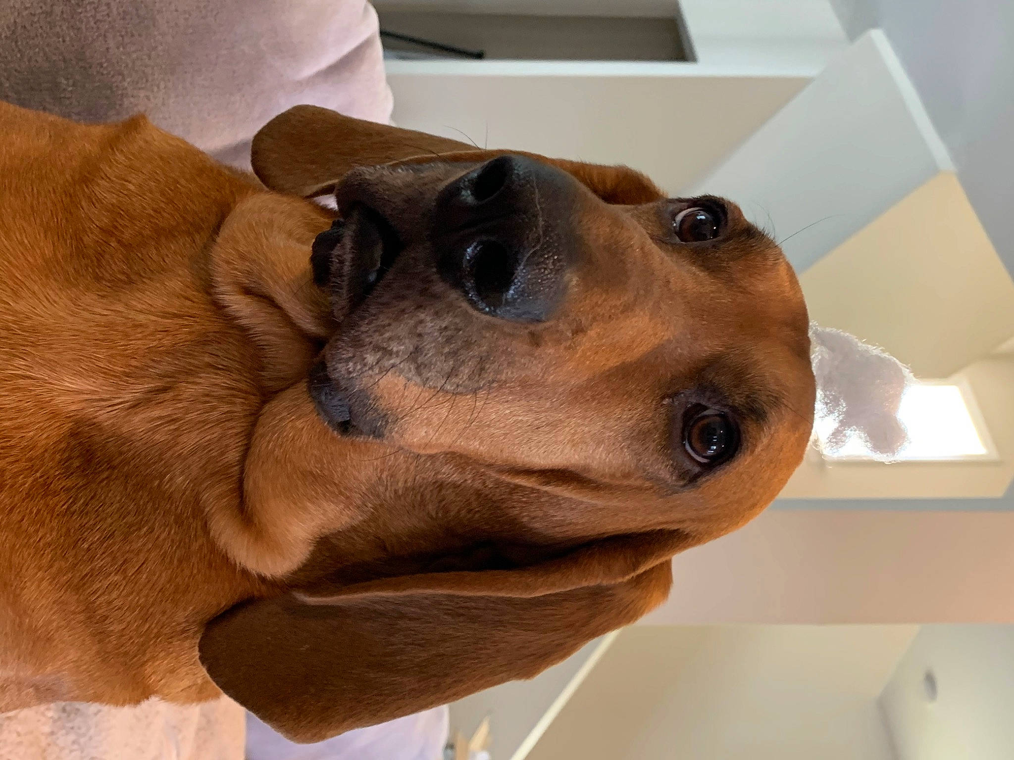 Houdini joined the competition — help win amazing prizes! carnivore, collar, companion_dog, computer_keyboard, dog, dog_breed, dog_collar, ear, eye, fawn, fur, gesture, hat, jaw, liver, selfie, snout, sporting_group, whiskers, working_animal