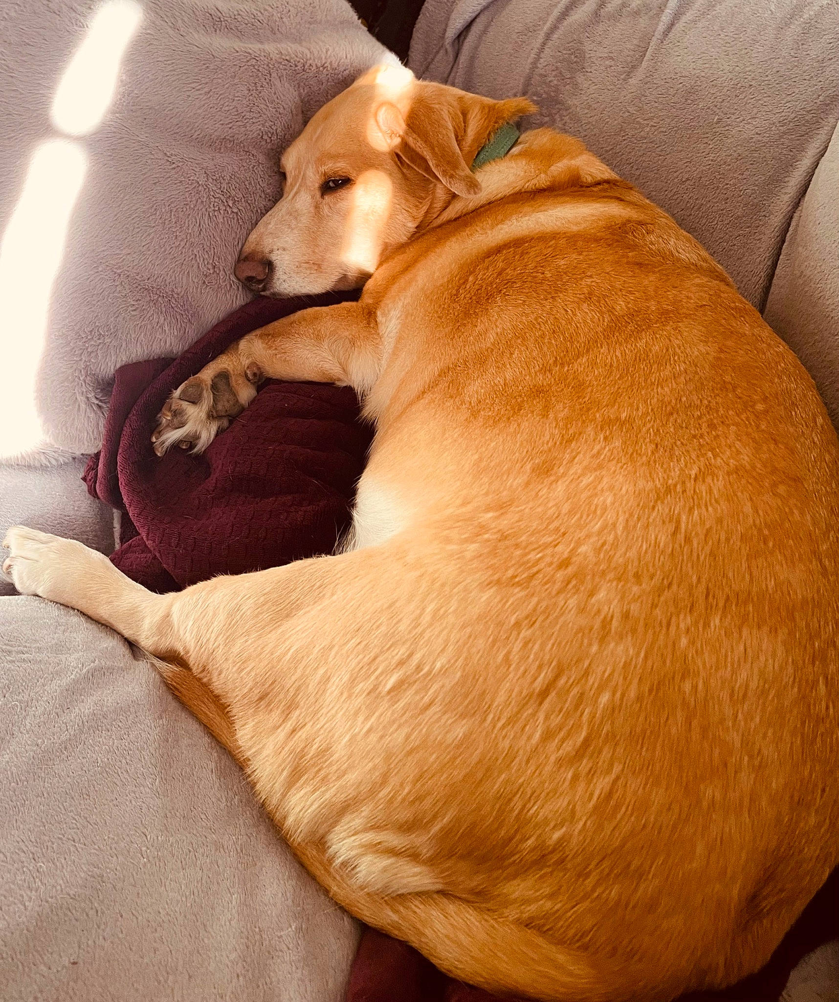 Borris joined the competition — help win amazing prizes! carnivore, collar, comfort, companion_dog, dog, dog_breed, dog_collar, dog_supply, fur, guard_dog, liver, non_sporting_group, paw, pet_supply, retriever, tail, whiskers, working_animal