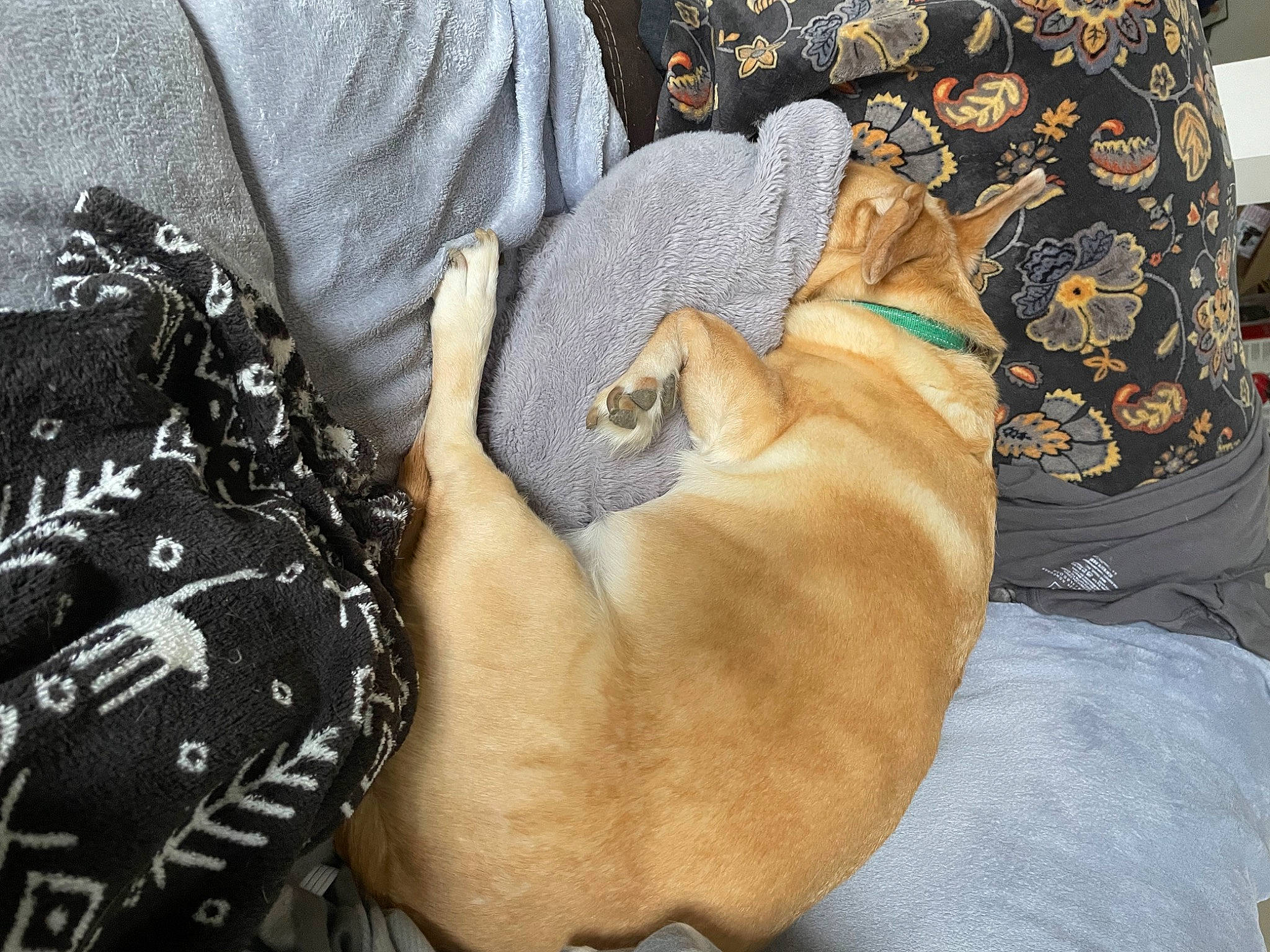 Borris joined the competition — help win amazing prizes! bag, canidae, carnivore, collar, comfort, companion_dog, dog, dog_bed, dog_breed, dog_supply, fashion_accessory, fawn, guard_dog, luggage_and_bags, paw, personal_protective_equipment, pet_supply, sporting_group, toy_dog, working_animal