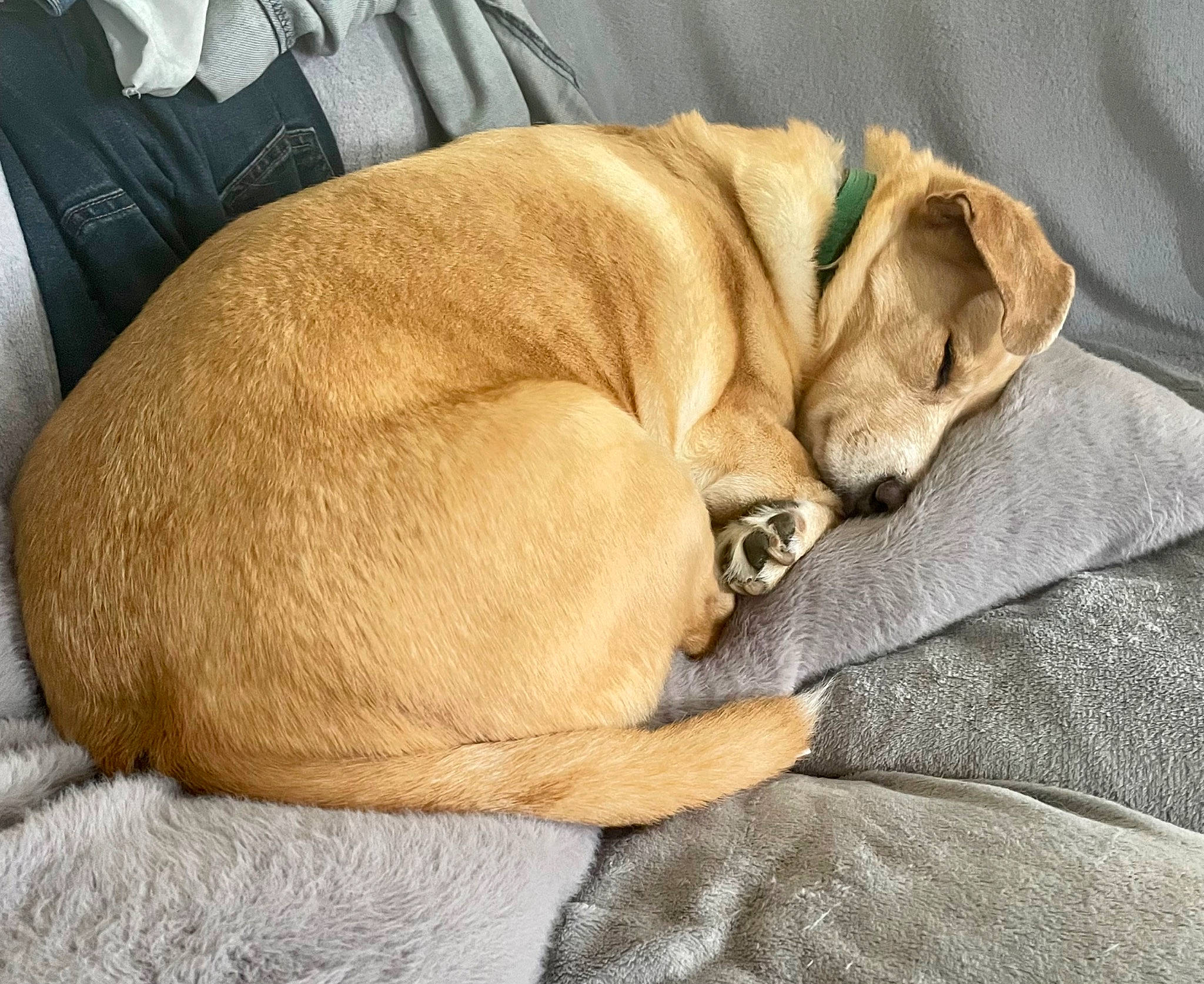 Borris joined the competition — help win amazing prizes! bored, canidae, carnivore, comfort, companion_dog, dog, dog_breed, dog_supply, fawn, fur, liver, nap, paw, pet_supply, snout, sporting_group, tail, terrestrial_animal, working_animal, wrinkle